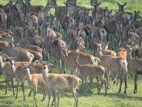 RUDZIE odchovňa jelenej zveri v Poľsku, výroba plemenného plemenného materiálu