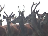 RUDZIE odchovňa jelenej zveri v Poľsku, výroba plemenného plemenného materiálu